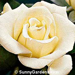 Rosa, Hybrid Tea Rose