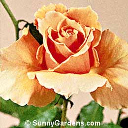 Rosa, Hybrid Tea Rose
