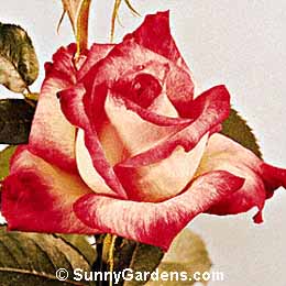 Rosa, Hybrid Tea Rose, Kordes Robusta