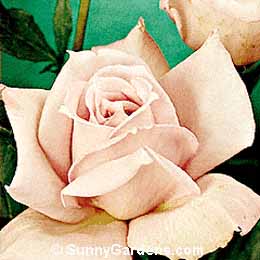 Rosa, Hybrid Tea Rose