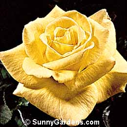 Rosa, Hybrid Tea Rose