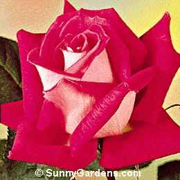 Rosa, Floribunda Rose