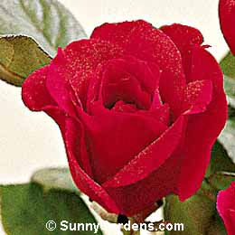 Rosa, Hybrid Tea Rose