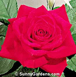 Rosa, Hybrid Tea Rose