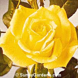 Rosa, Hybrid Tea Rose