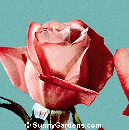 Rosa, Hybrid Tea Rose