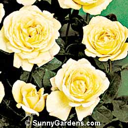 Rosa, Hybrid Tea Rose