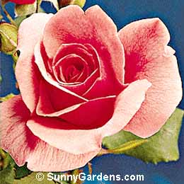 Rosa, Perfume Delight Rose, Hybrid Tea Rose