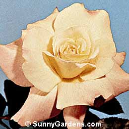 Rosa, Hybrid Tea Rose