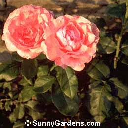 Rosa, The Queen Elizabeth Rose