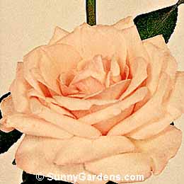 Rosa, Hybrid Tea Rose