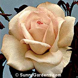 Rosa, Hybrid Tea Rose