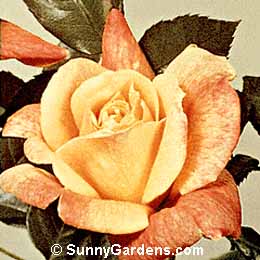 Rosa, Hybrid Tea Rose