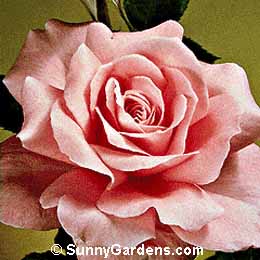 Rosa, Hybrid Tea Rose