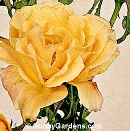 Rosa, Hybrid Tea Rose