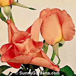 Rosa, Hybrid Tea Rose