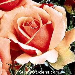Rosa, Grandiflora Rose