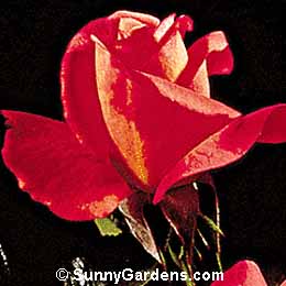 Rosa, Hybrid Tea Rose