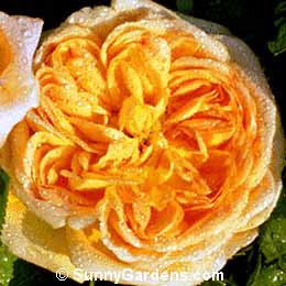Rosa