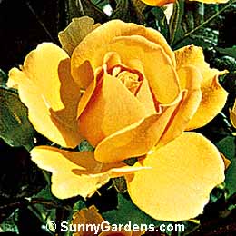 Rosa, Amber Queen Rose