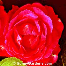 Rosa, Heirloom Rose