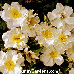 Rosa, Amorette Rose