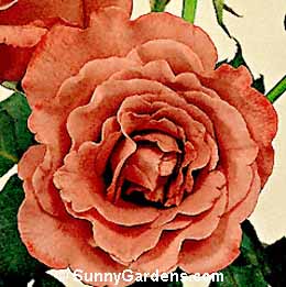 Rosa, Floribunda Rose
