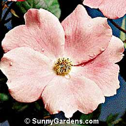 Rosa, Floribunda Rose