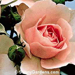 Rosa