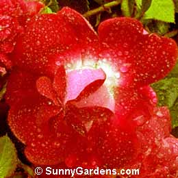 Rosa