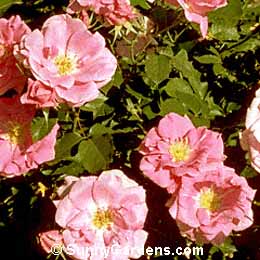 Rosa, Buck Rose, Beubi