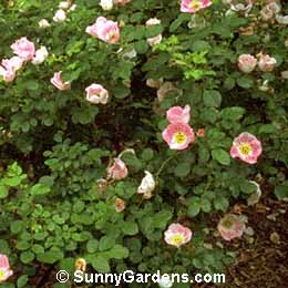 Rosa, Rosa 'Meipotal'