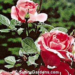 Rosa, Shrub Rose