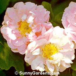 Rosa