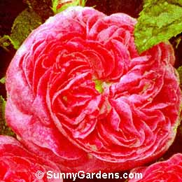 Rosa, Antique Rose, Bizarre Triomphant