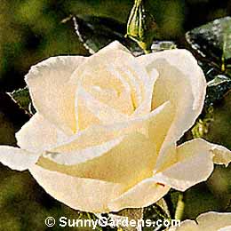 Rosa, Floribunda Rose
