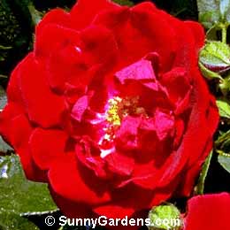 Rosa