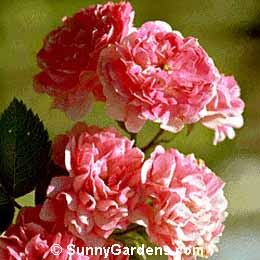 Rosa, Memorial Rose
