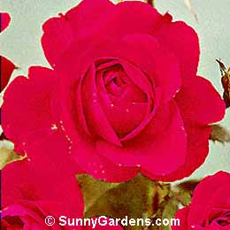 Rosa, Floribunda Rose