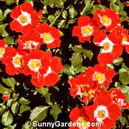 Rosa, Floribunda Rose, Eyepaint, Maceye