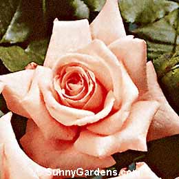 Rosa, Floribunda Rose