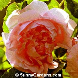 Rosa, Madame Alboni, Madame Louis Leveque