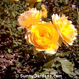 Rosa, Rosa 'Ausmas'