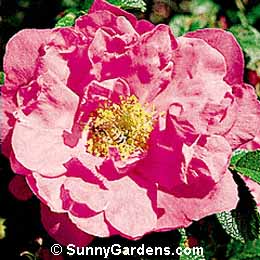 Rosa, Hybrid Rugosa Rose