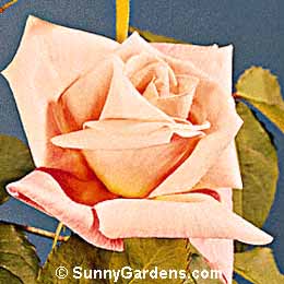 Rosa