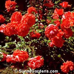 Rosa, Impatient Rose