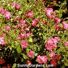 Rosa, John Cabot Rose