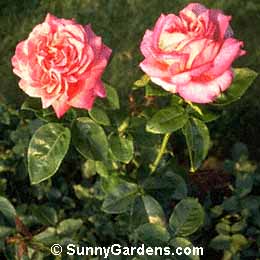 Rosa, Chicago Peace Rose
