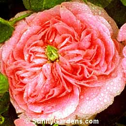 Rosa, Antique Rose
