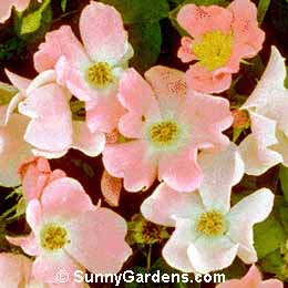 Rosa